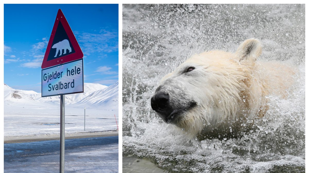 Isbjörnen attackerade en fransk turist på Svalbard.